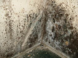 Mold_Picture